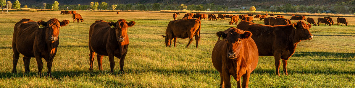 Board-of-Directors Board-of-Directors