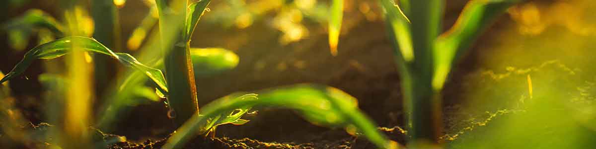 Monthly-Newsletters Monthly-Newsletters