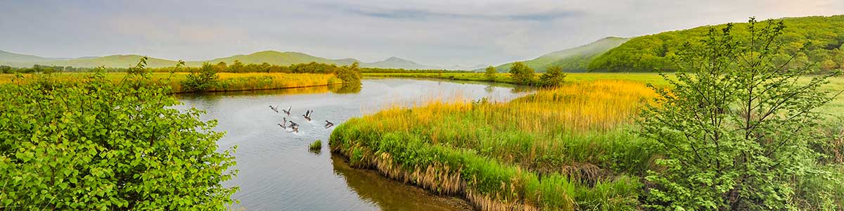 Presentations-and-Webinars